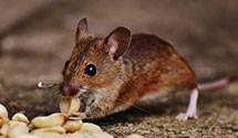 24 Hour & Emergency Exterminators in Douglas, IA